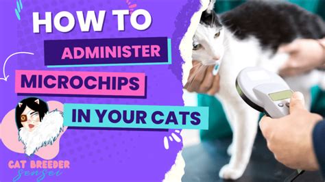 inserting rfid chip cat diy|microchips for cats tutorial.